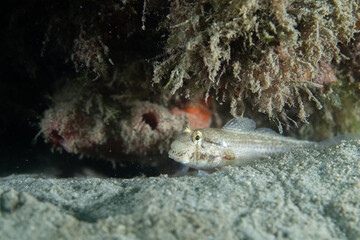 Goldspot Goby on ocean floor