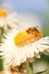 Biene auf Blüte