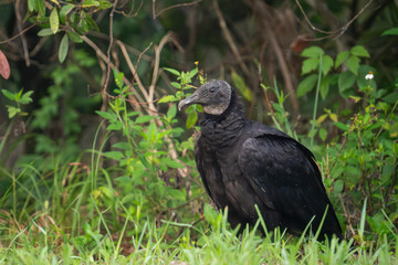 Black vulture standing in grass