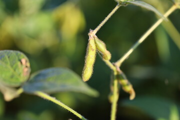 soybeans getting ready for harvest