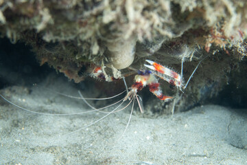Banded Coral Shrimp upside-down on reef