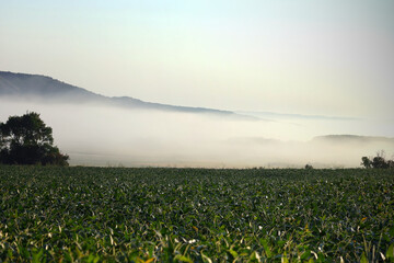 Soybeans on foggy morning