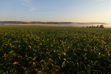 soybean field at sunrise