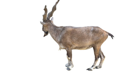 Markhor (Capra falconeri) Pakistan National Animal Isolated on a White Background with Copy Text...