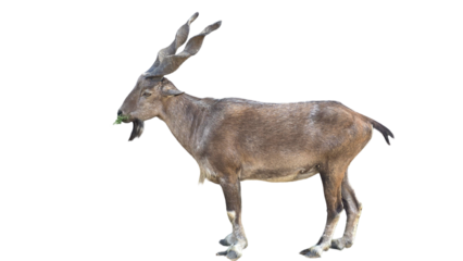 Markhor (Capra falconeri) Pakistan National Animal Isolated on a White Background with Copy Text Space. Iconic Wild Goat Element for Wildlife Posters, Cultural Themes, and Nature-Inspired Designs. PNG