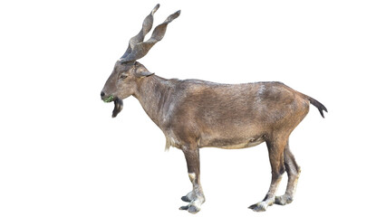 Markhor (Capra falconeri) Pakistan National Animal Isolated on a White Background with Copy Text...