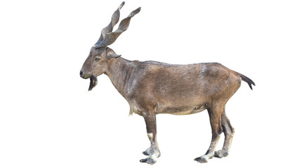 Markhor (Capra falconeri) Pakistan National Animal Isolated on a White Background with Copy Text...