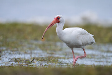 White ibis foraging on seaweed