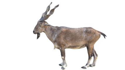 Markhor (Capra falconeri) Pakistan National Animal Isolated on a White Background with Copy Text Space. Iconic Wild Goat Element for Wildlife Posters, Cultural Themes, and Nature-Inspired Designs. PNG