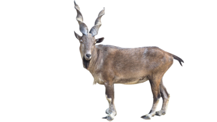 Markhor (Capra falconeri) Pakistan National Animal Isolated on a White Background with Copy Text Space. Iconic Wild Goat Element for Wildlife Posters, Cultural Themes, and Nature-Inspired Designs. PNG