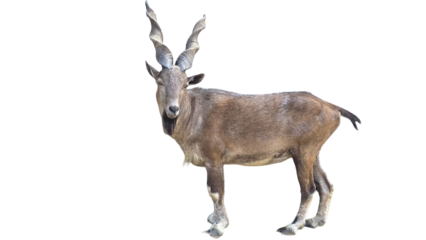 Markhor (Capra falconeri) Pakistan National Animal Isolated on a White Background with Copy Text Space. Iconic Wild Goat Element for Wildlife Posters, Cultural Themes, and Nature-Inspired Designs. PNG