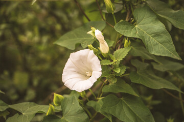 white flower called &lsquo;correhuela&rsquo;, a plant that is expanding in northern Spain.