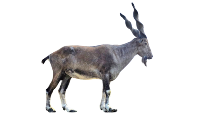 Markhor (Capra falconeri) Pakistan National Animal Isolated on a White Background with Copy Text Space. Iconic Wild Goat Element for Wildlife Posters, Cultural Themes, and Nature-Inspired Designs. PNG