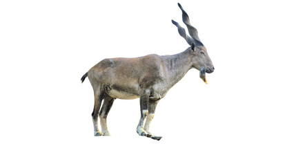 Markhor (Capra falconeri) Pakistan National Animal Isolated on a White Background with Copy Text...