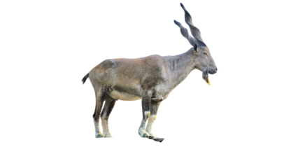 Markhor (Capra falconeri) Pakistan National Animal Isolated on a White Background with Copy Text Space. Iconic Wild Goat Element for Wildlife Posters, Cultural Themes, and Nature-Inspired Designs. PNG