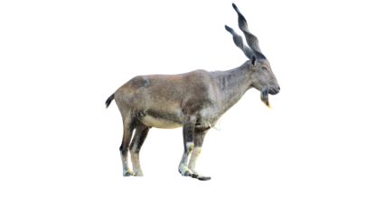 Markhor (Capra falconeri) Pakistan National Animal Isolated on a White Background with Copy Text Space. Iconic Wild Goat Element for Wildlife Posters, Cultural Themes, and Nature-Inspired Designs. PNG
