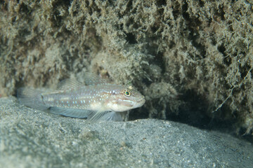 Bridled goby on sandy ocean floor