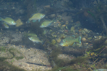 School of sunfish swimming in clear creek