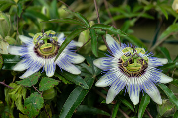 Blue flower leaves or Passiflora (Passiflora caerulea)
