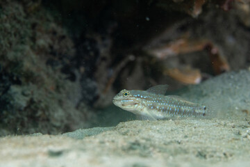 Bridled goby on sandy ocean floor