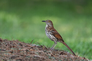 Brown thrasher on the ground
