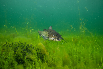 Brown bullhead guarding it's nest