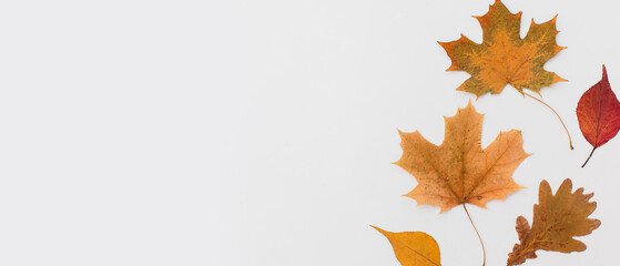 Autumn holiday frame composition with pattern made of leaf, punpkins, dried orange, pine cone on white wooden background. thanksgiving day, halloween eco zero waste concept. Minimal flat lay, top view