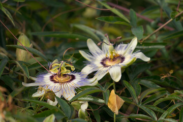 Blue flower leaves or Passiflora (Passiflora caerulea)