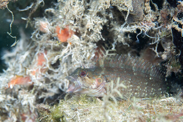 Seaweed blenny hiding in seaweed