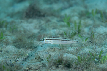 Dwarf sand perch at bottom of ocean