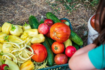 bell pepper, tomato, green beans, cucumber from the garden
