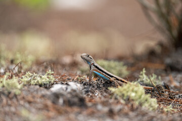 Florida scrub lizard on mossy ground