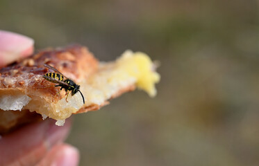 A close-up of a wasp feeding on a sweet Danish pastry outdoors. The insect is perched on the sticky filling, showing details of its body structure and behavior.