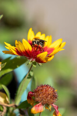 bee on flower