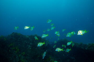 Porkfish swimming next to reef