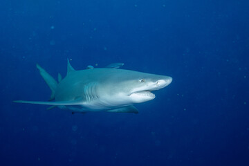 Lemon shark on the search for food