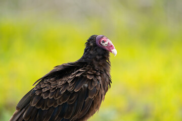 Turkey vulture by yellow field