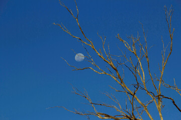 Moon behind bare tree
