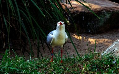 Pacific Gull (Larus dominicanus)