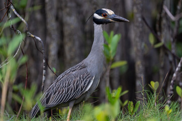 Yellow-crowned night-heron foraging on forest floor
