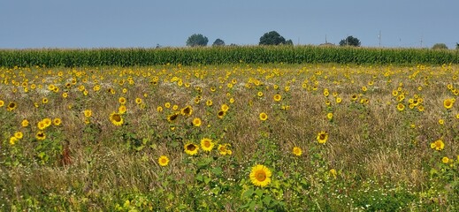 wild sunflower field 