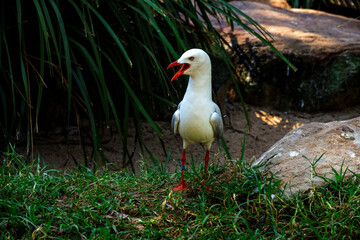 Pacific Gull (Larus dominicanus)