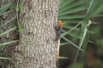 eter's Rock agama in a tree