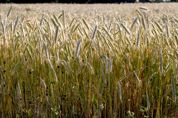 Close-up of ripe grain ears ready for harvest