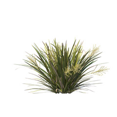 Lomandra hystrix (Green Mat Rush) Ornamental Grass Isolated on Transparent Background
