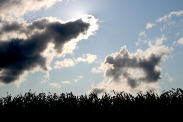 Dark storm clouds over a cornfield, dramatic sky