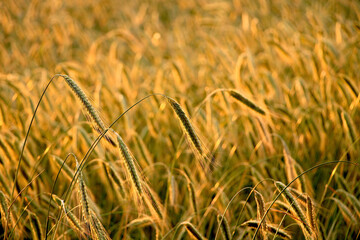 Golden grain field at sunset, warm light