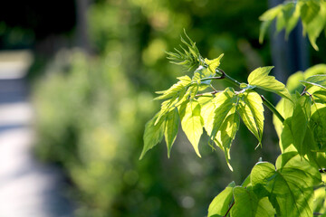 Green leaves lit by sunlight, natural background