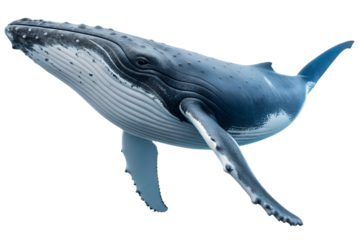 A majestic humpback whale gracefully swims through the deep blue ocean, showcasing its magnificent fluke and the vast underwater world of marine wildlife