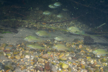 School of sunfish swimming in clear creek